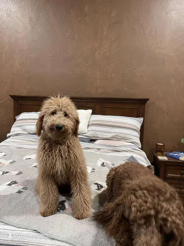 Reba – Labradoodle puppy for sale in Spirit Lake, ID
