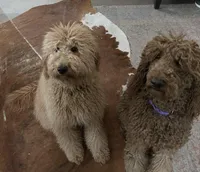 Reba, a female Labradoodle for sale in Spirit Lake, ID – Photo 2 of 5