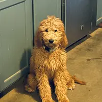 Reba, a female Labradoodle for sale in Spirit Lake, ID – Photo 3 of 5