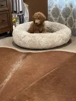 Reba, a female Labradoodle for sale in Spirit Lake, ID – Photo 4 of 5