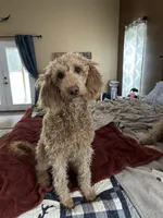 Lady , a female Labradoodle for sale in Spirit Lake, ID – Photo 2 of 4