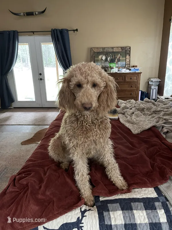 Lady  – Labradoodle puppy for sale in Spirit Lake, ID