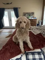 Lady , a female Labradoodle for sale in Spirit Lake, ID – Photo 1 of 4