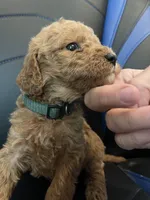 Lady , a female Labradoodle for sale in Spirit Lake, ID – Photo 4 of 4