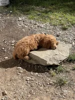 Lady , a female Labradoodle for sale in Spirit Lake, ID – Photo 3 of 4