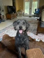 Stella , a female Labradoodle for sale in Spirit Lake, ID – Photo 2 of 2