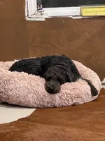 Stella , a female Labradoodle for sale in Spirit Lake, ID – Photo 1 of 2