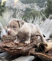 Leo, a male American Bully for sale in Las Vegas, NV – 2 of 3