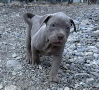 Lila, a female American Bully for sale in Las Vegas, NV – 2 of 4