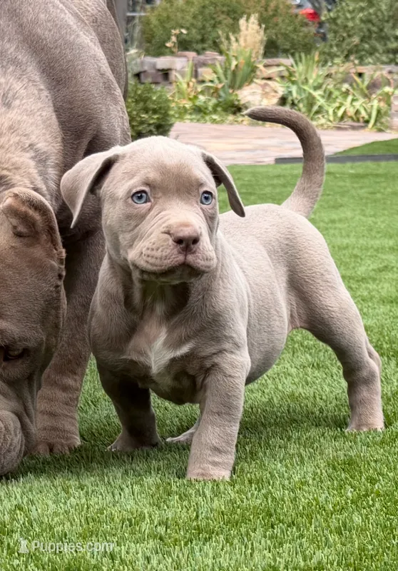Lila – American Bully puppy for sale in Las Vegas, NV