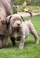 Lila, a female American Bully for sale in Las Vegas, NV – 1 of 4
