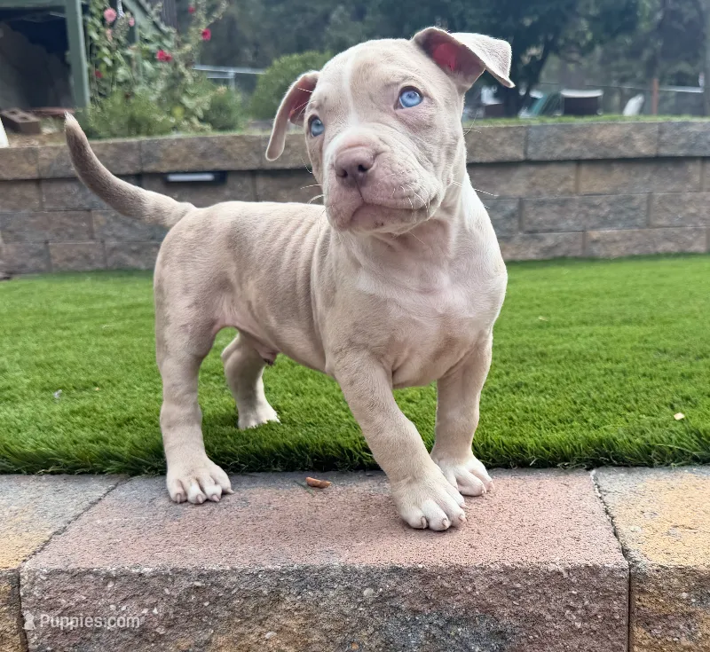 Leo – American Bully puppy for sale in Las Vegas, NV