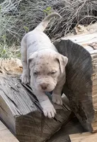 Duke, a male American Bully for sale in Las Vegas, NV – 2 of 3