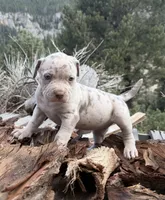 Rose, a female American Bully for sale in Las Vegas, NV – 3 of 4