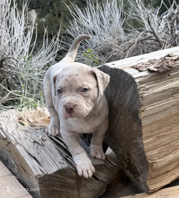 Duke – American Bully puppy for sale in Las Vegas, NV