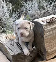 Duke, a male American Bully for sale in Las Vegas, NV – 1 of 3