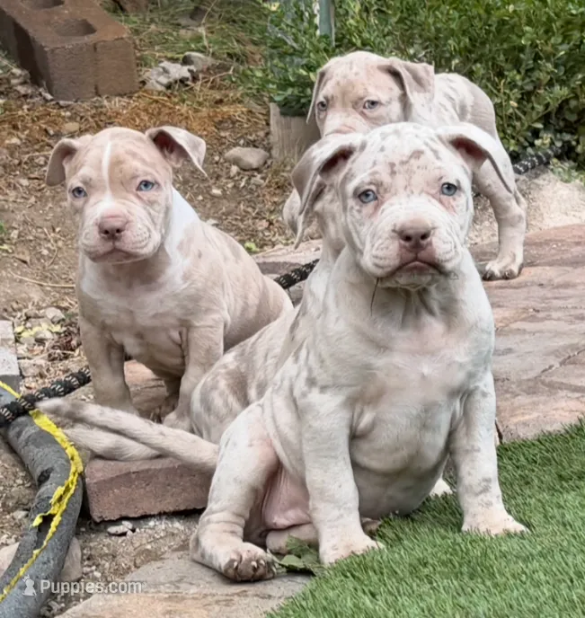 Rose – American Bully puppy for sale in Las Vegas, NV