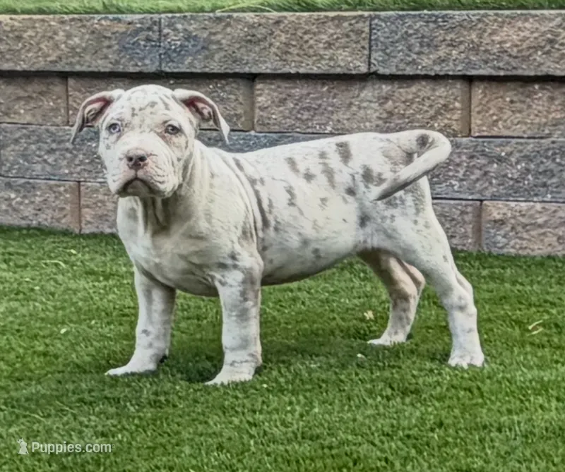 Rose – American Bully puppy for sale in Las Vegas, NV
