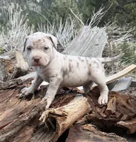 Rose, a female American Bully for sale in Las Vegas, NV – 4 of 4