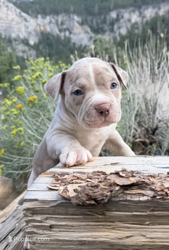 Leo – American Bully puppy for sale in Las Vegas, NV