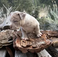 Leo, a male American Bully for sale in Las Vegas, NV – 3 of 3