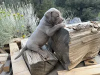 Lila, a female American Bully for sale in Las Vegas, NV – 4 of 4