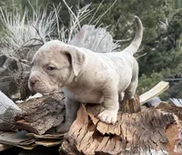 Duke, a male American Bully for sale in Las Vegas, NV – 3 of 3