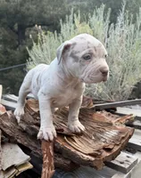 Rose, a female American Bully for sale in Las Vegas, NV – 2 of 4