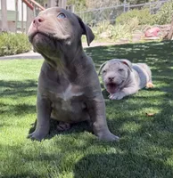 Lila, a female American Bully for sale in Las Vegas, NV – 3 of 4
