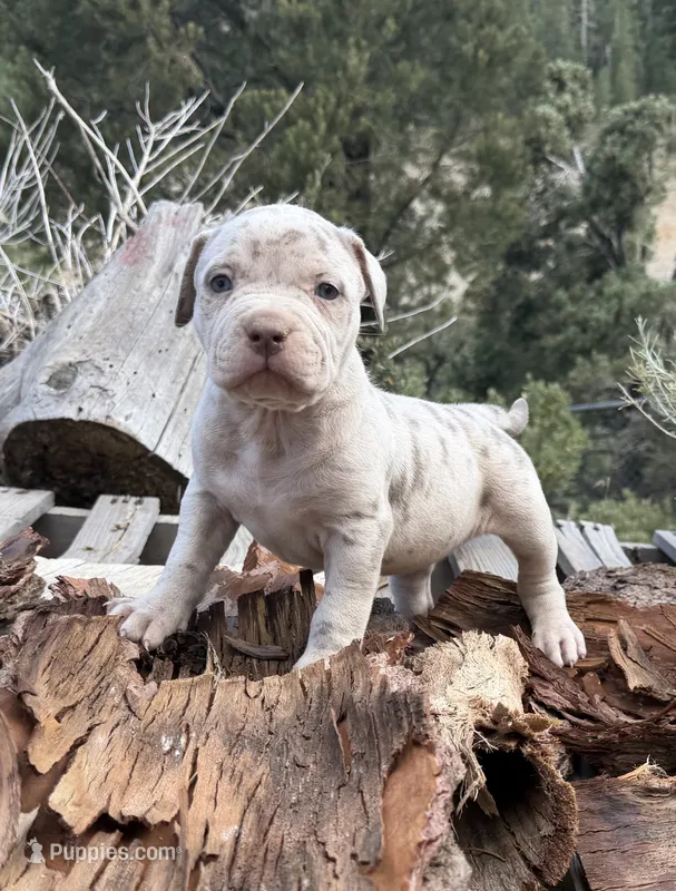 Rose – American Bully puppy for sale in Las Vegas, NV