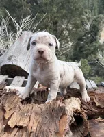 Rose, a female American Bully for sale in Las Vegas, NV – 1 of 4