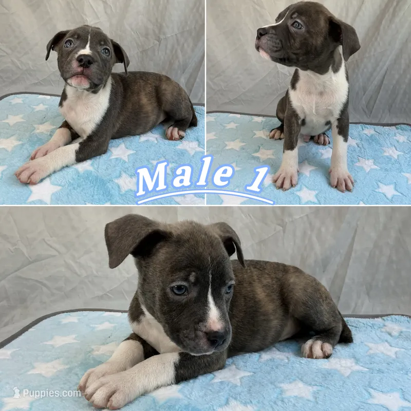 Male 1💙 – American Staffordshire Terrier, American Pit Bull Terrier puppy on hold in Yorktown, VA