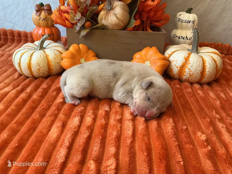 Male 1💙, a male American Bully and American Pit Bull Terrier for sale in Yorktown, VA – 1 of 3