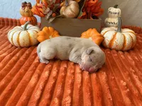 Male 1💙, a male American Bully and American Pit Bull Terrier for sale in Yorktown, VA – 1 of 3