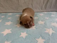 Male 1🩵, a male American Pit Bull Terrier for sale in Yorktown, VA – Photo 2 of 4