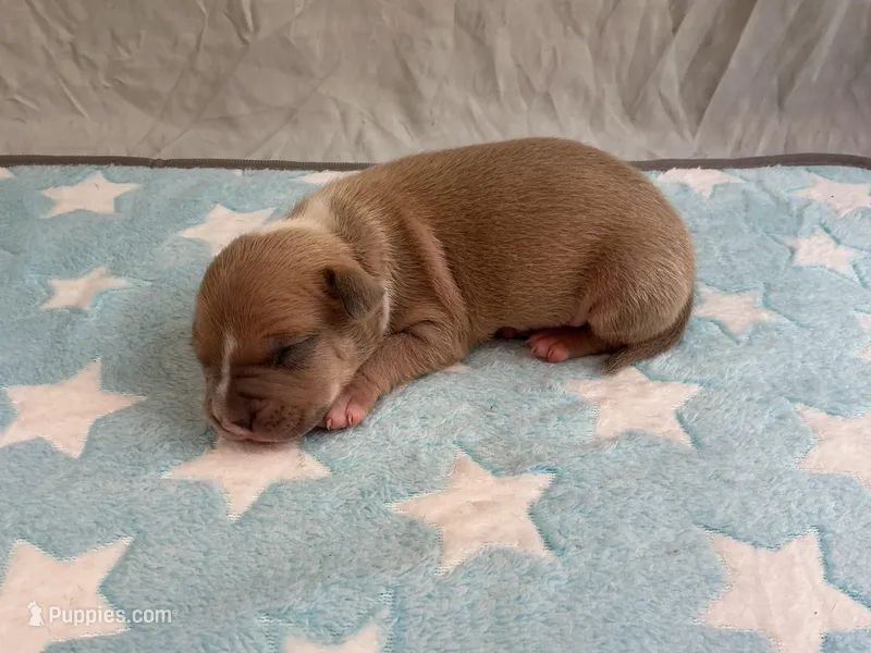 Male 1🩵 – American Pit Bull Terrier puppy for sale in Yorktown, VA
