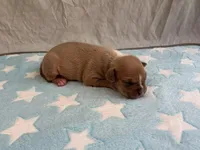 Male 1🩵, a male American Pit Bull Terrier for sale in Yorktown, VA – Photo 3 of 4