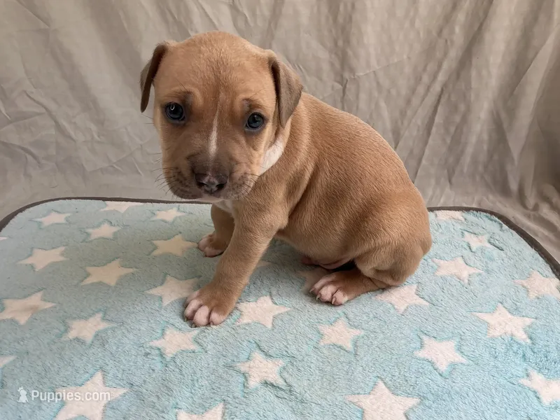 Male 1🩵 – American Pit Bull Terrier puppy on hold in Yorktown, VA