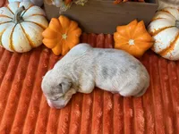Male 1💙, a male American Bully and American Pit Bull Terrier for sale in Yorktown, VA – 2 of 3