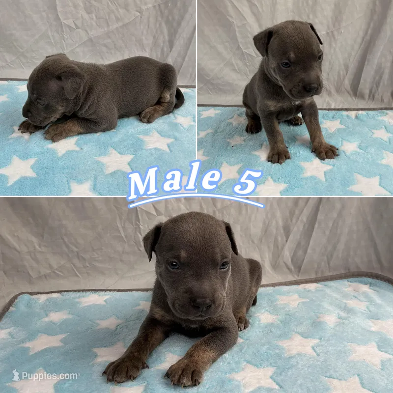 Male 5💙 – American Staffordshire Terrier, American Pit Bull Terrier puppy for sale in Yorktown, VA