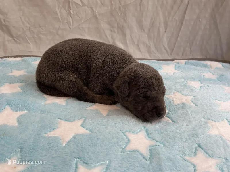 Male 5💙 – American Staffordshire Terrier, American Pit Bull Terrier puppy for sale in Yorktown, VA