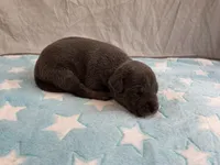 Male 5💙, a male American Staffordshire Terrier and American Pit Bull Terrier for sale in Yorktown, VA – Photo 1 of 8