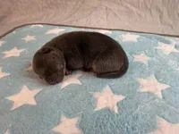 Male 5💙, a male American Staffordshire Terrier and American Pit Bull Terrier for sale in Yorktown, VA – Photo 3 of 5