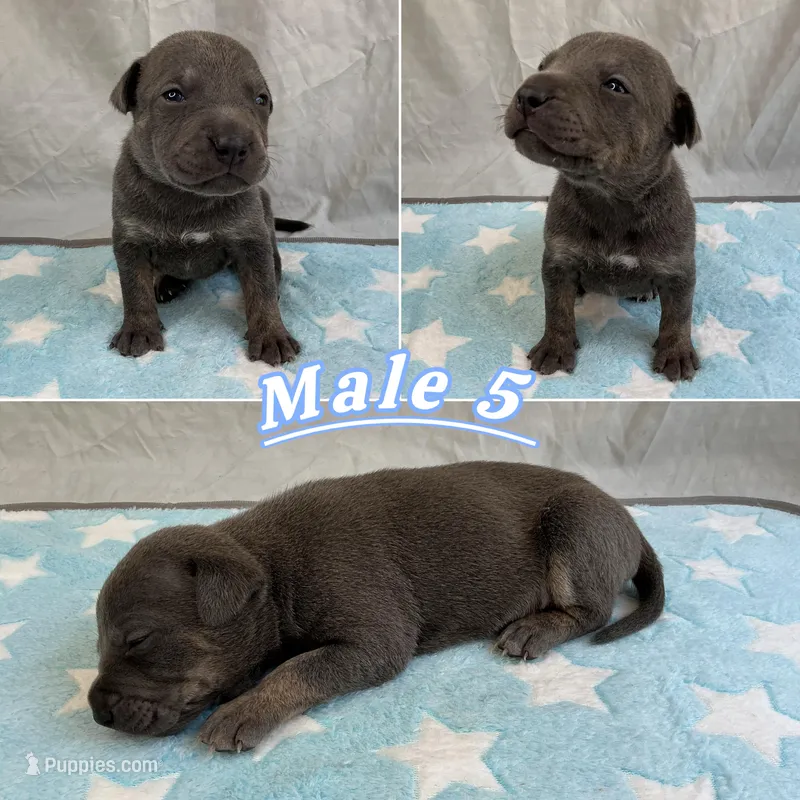 Male 5💙 – American Staffordshire Terrier, American Pit Bull Terrier puppy for sale in Yorktown, VA