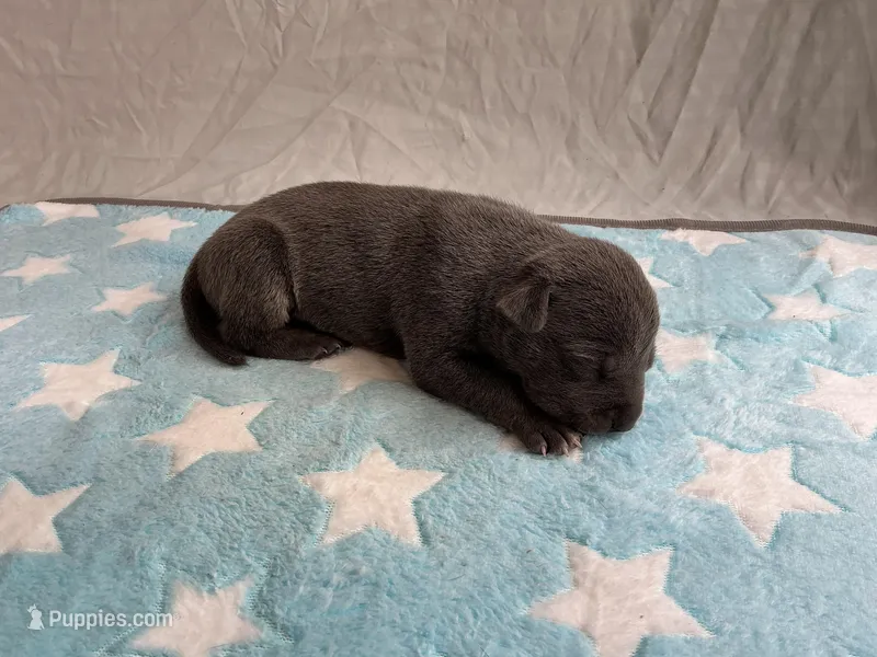 Male 5💙 – American Staffordshire Terrier, American Pit Bull Terrier puppy for sale in Yorktown, VA