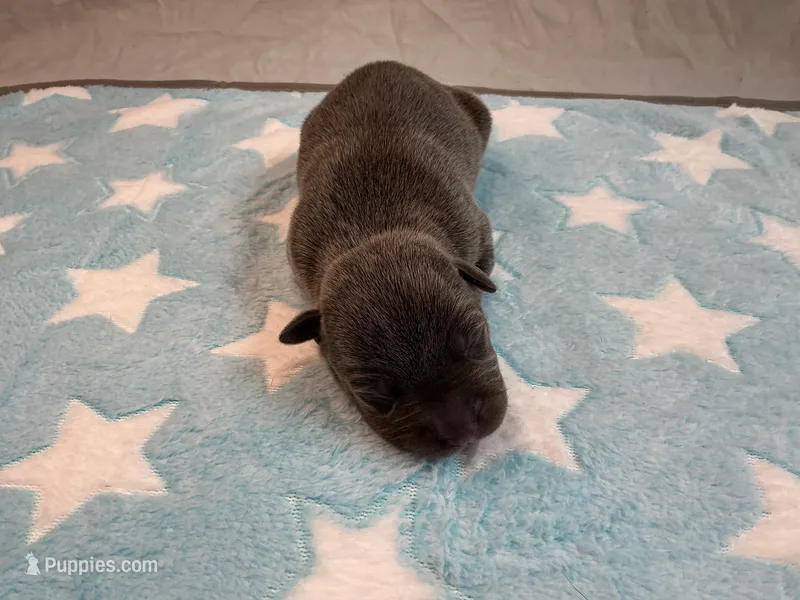 Male 5💙 – American Staffordshire Terrier, American Pit Bull Terrier puppy for sale in Yorktown, VA