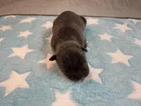 Male 5💙, a male American Staffordshire Terrier and American Pit Bull Terrier for sale in Yorktown, VA – Photo 1 of 5