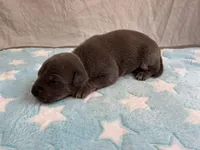 Male 5💙, a male American Staffordshire Terrier and American Pit Bull Terrier for sale in Yorktown, VA – Photo 2 of 8