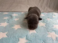 Male 5💙, a male American Staffordshire Terrier and American Pit Bull Terrier for sale in Yorktown, VA – Photo 5 of 8