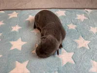 Male 5💙, a male American Staffordshire Terrier and American Pit Bull Terrier for sale in Yorktown, VA – Photo 2 of 5